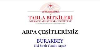 Burakbey Arpa Çeşidimiz Barley Variety 