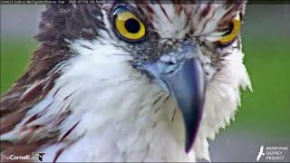 Hellgate Canyon Ospreys ~ This Nest Is Not For Sale!  July 16, 2020