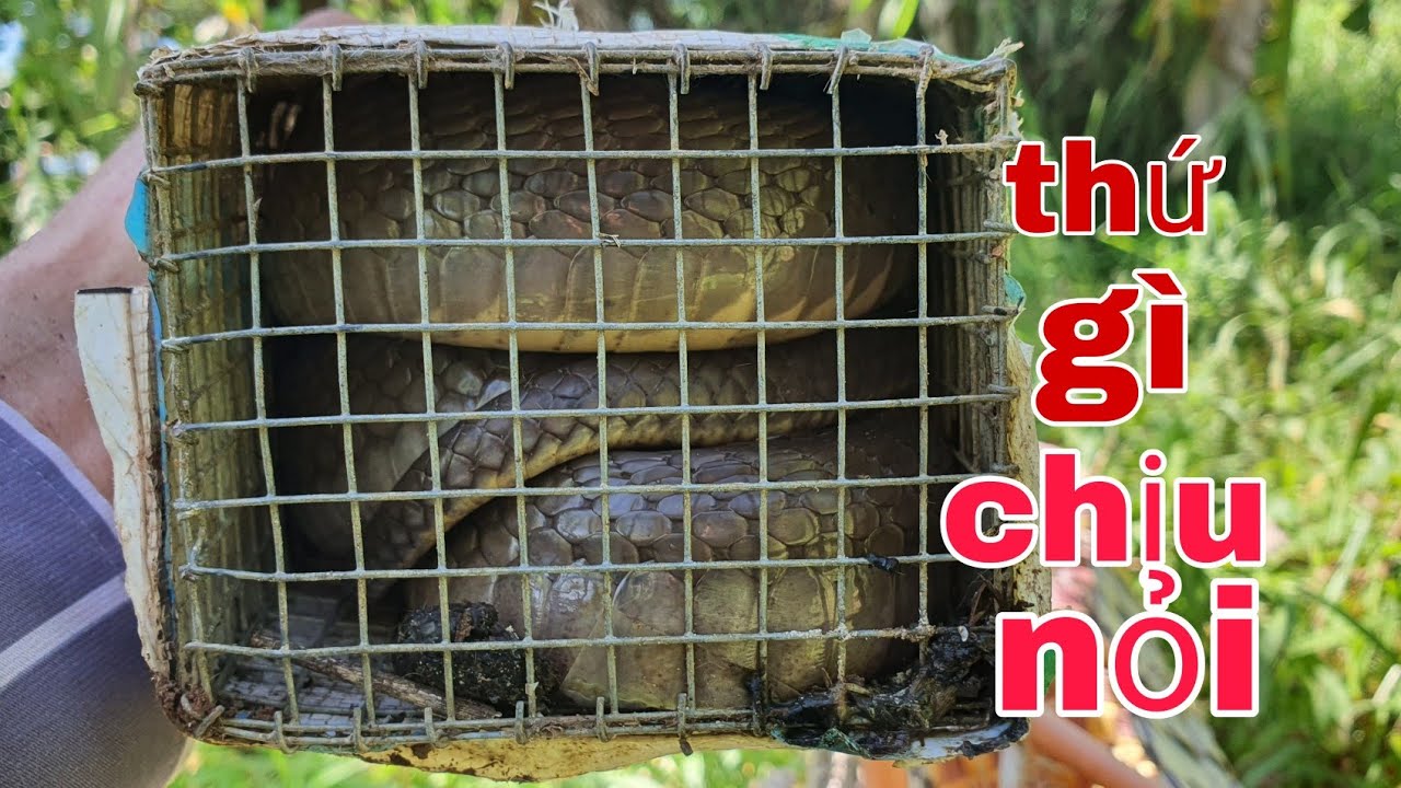 bẩy rắn hổ luồng bẩy toàn rắn khủng. thăm bẩy mùa mưa lụm rắn khủng.tập 47/tuấn săn bắt