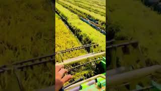 Boycottsimar Dorahalatest Punjabi Song2021