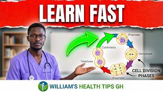 Mitosis Made Easy: The Stages of Cell Division