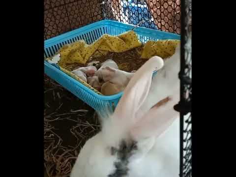 ผลสลากกินแบ่งรัฐบาล วันที่ 1 พย. 2567