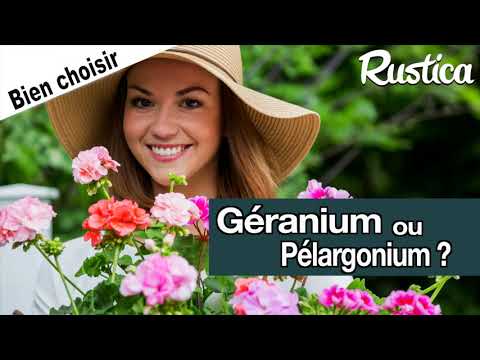 Vidéo: Pélargonium, Variétés, Formes Et Culture