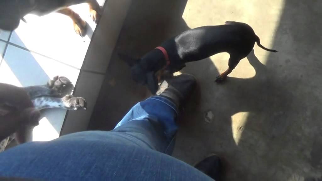 Bankville Small Pups 9-30-2014