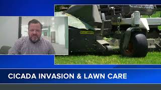 Will cicadas harm your lawn? Landscaping expert shares pros and cons of the insects