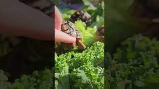 Pet Your Tortoise Challenge