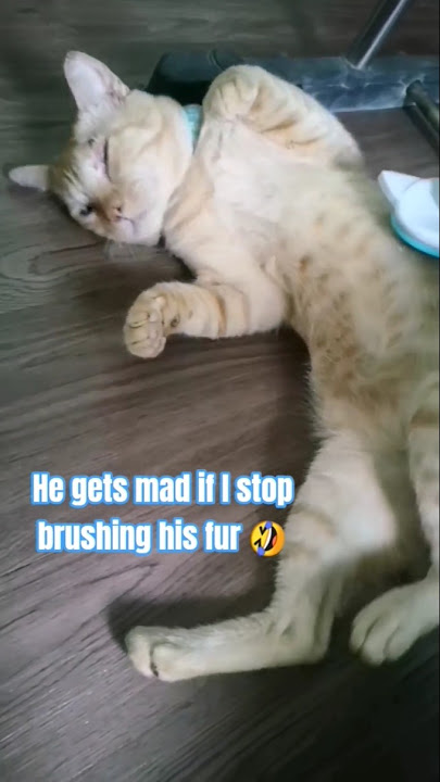 He gets mad if I stop brushing his fur | Baxter the cat