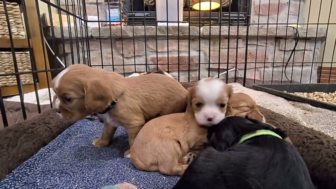 3-Week-Old Puppies Play & Potty Training