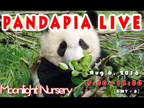 Pandapia live 20160806 2015/2016級熊貓寶寶成長直播 pandas merge