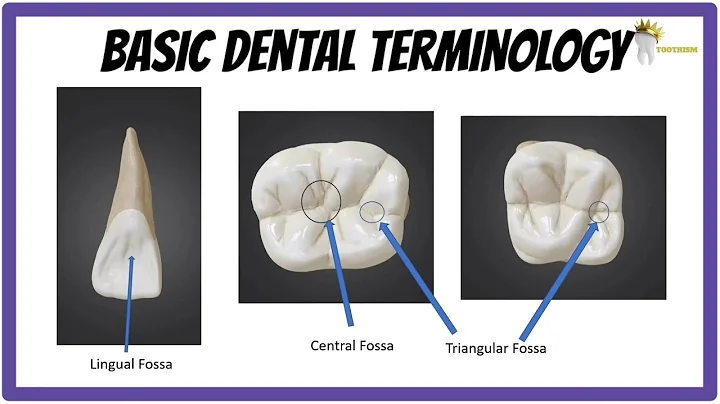 Anatomia Dental Simplificada | Fórmulas Dentárias, Pontos de Referência, Cúspides, Tubérculos, Cristas, Fossas