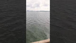Christopher Bentley Foster Gator's Big adventure Key Largo Florida