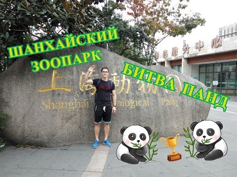 Китай Шанхай Поход в зоопарк Драка Панд