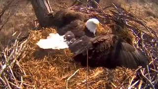 Eagles4kids - March 11, 2012 - Lucy Goes Spread Eagle!