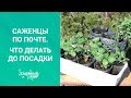 Саженцы по почте.  Что делать до посадки?