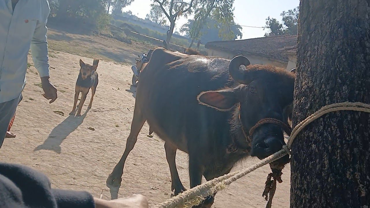 Aaj thi meri Bhainso ki Tabiyat kharaab😟😟 || Doctor Ne Lagayi bdi si Sui | Do Din se thi Aisi halat!