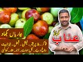 Unab Ky Fayday In Urdu عناب کے فواہد JD Food Hunter 