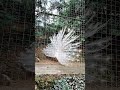 Rare white 🤍 peacock 🦚 dance 09.10.2025