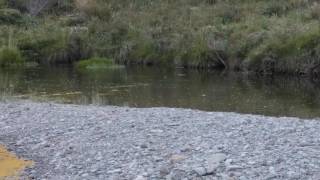 Trout rising on Cobb river