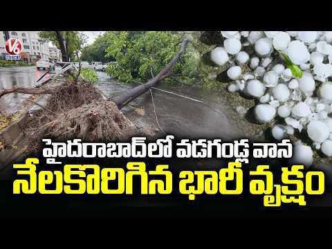 Heavy Hailstorm In Hyderabad, Massive Tree Uprooted | Weather Report | V6 News - V6NEWSTELUGU