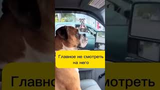 #дорога#собаки#авто#светофор#ростов# столица#будни#