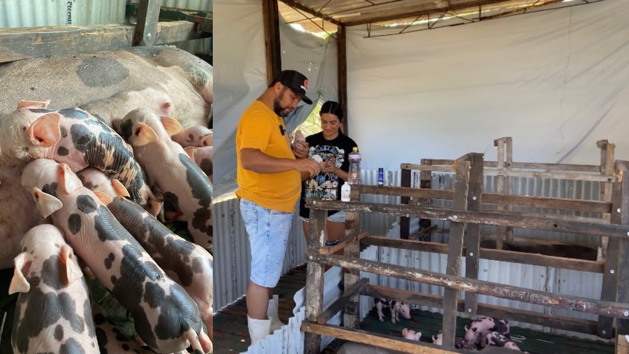 QUAIS OS MEDICAMENTOS QUE VOCÊ TEM QUE APLICAR EM SUÍNOS COM 1 a 3 DIA DE VIDA - vídeo de MANEJO