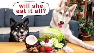 Is My New Puppy Vegan? Funny Dogs Husky Are Trying Vegetables! Puppy Olive Tastes Food 3