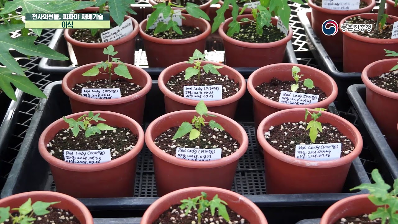 농업기술동영상(10. 천사의 선물, 파파야 재배기술)