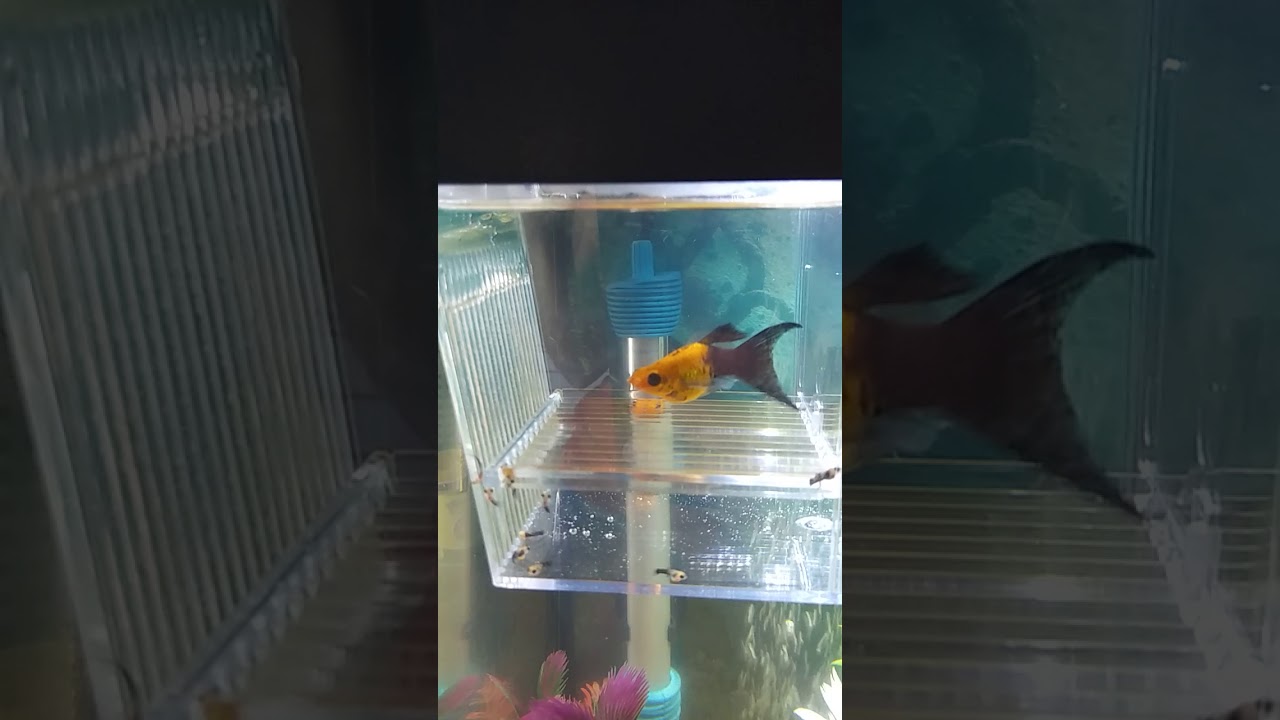 Gold Dust Lyretail Molly giving birth YouTube