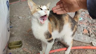 Feeding a cat in a building under construction