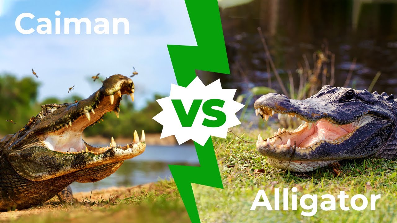 Caiman vs. Alligator - Can You Tell the Difference? 5 Main Differences  Explained - AZ Animals