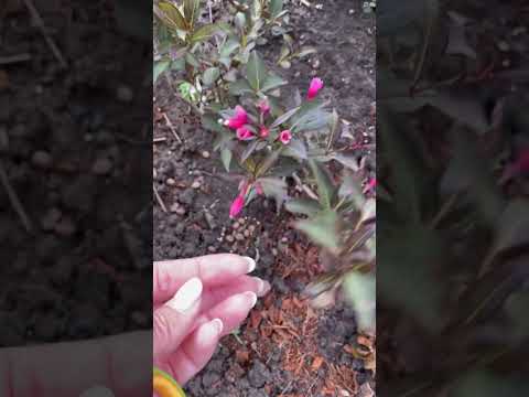 Video: Weigela õitsemine (Weigela Florida): kirjeldus, foto, kasvufunktsioonid