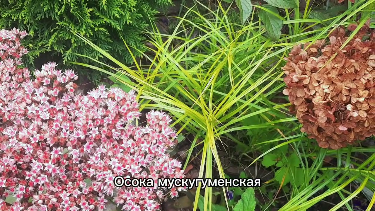 Осока мускугуменская