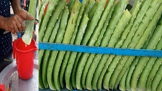 How To? Only Aloe Vera Juice# Bengali Street Food Aloe vera Sharbat* Road Side Street Food in BD