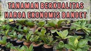 OBRAL BESAR BESARAN HARGA MULAI 10 K HARGA PAKETAN JUGA ADA,  TANAMAN BERKUALITAS HARGA MERAKYAT