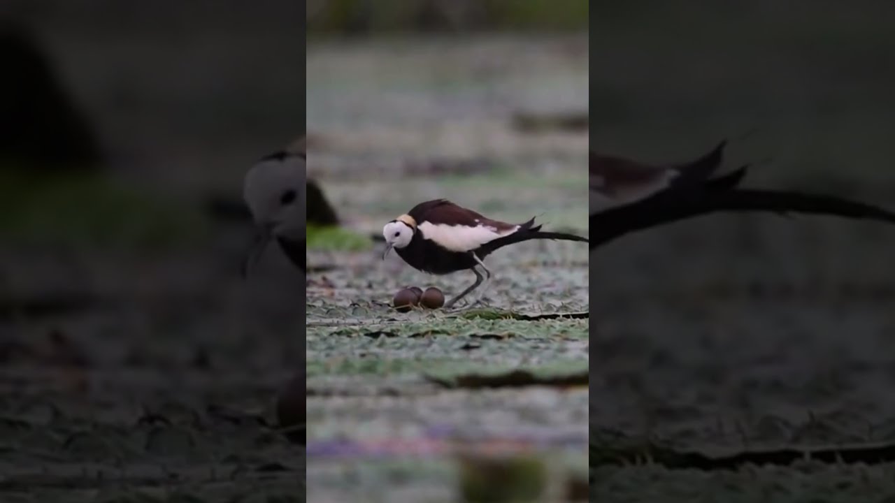 The Male Lilly Trotter's Graceful and Delicate Approach to Incubating Eggs