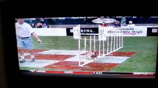 Roque - Australian Cattledog wins Agility event