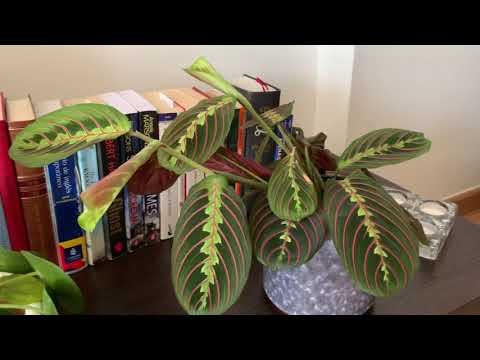 Video: Cultivo de la planta de oración roja Maranta: aprenda sobre el cuidado de la planta de oración roja
