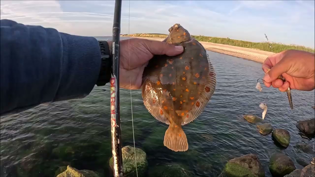 Plattfische mit der Spinnrute vom Strand am 22.06.2025. Garnele am System bringt Scholle ;-)