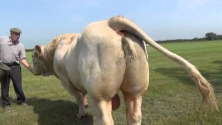 Cockerington Poll Charolais