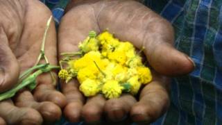 Pankaj Oudhias Healing Herbs Diabetes Mellitus Type 2 With Tuberculosis. Hf-183