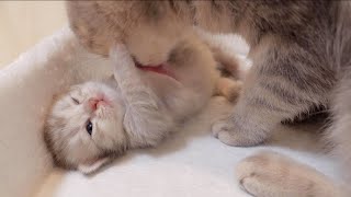 A kitten resisting its mother's aggressive grooming was too cute.