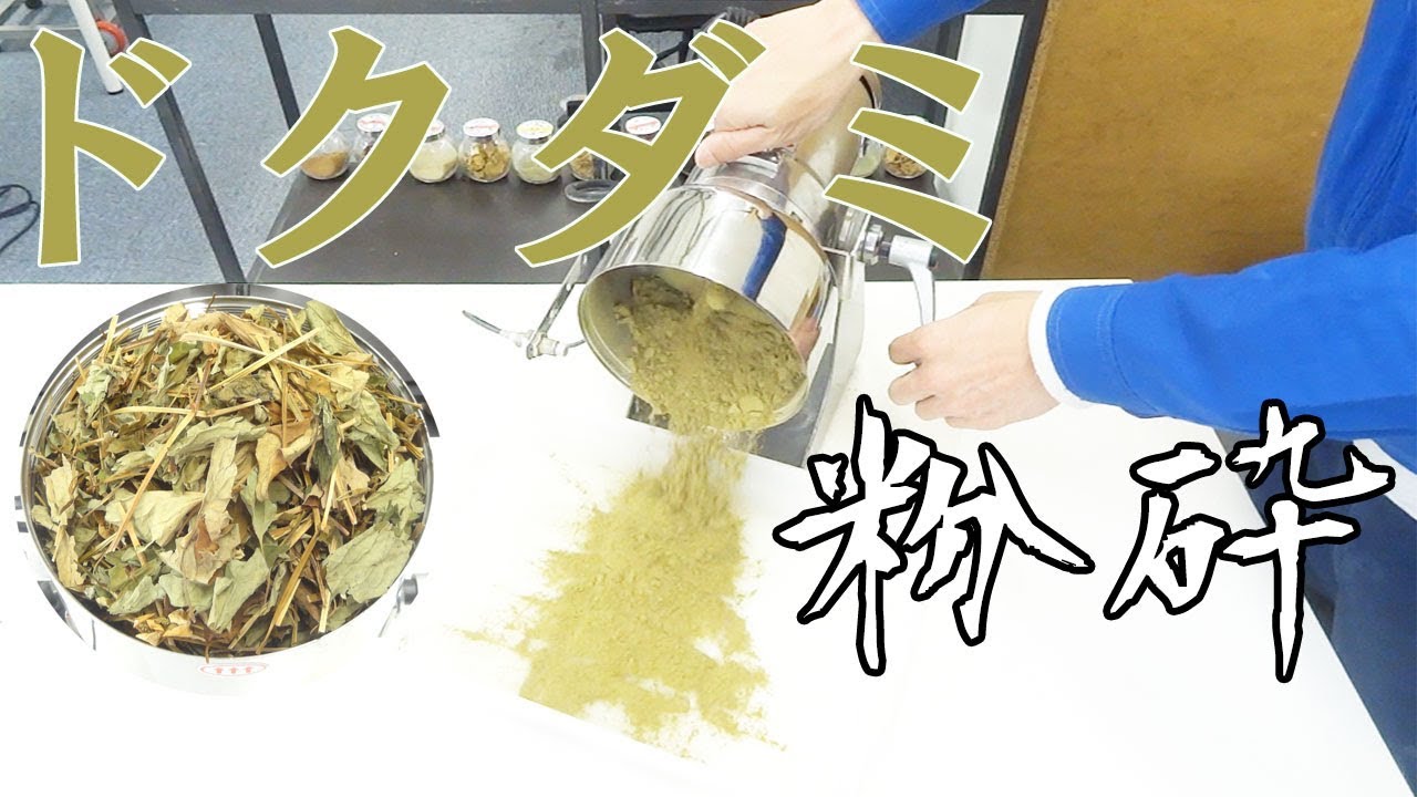 どくだみ粉末の作り方 お茶にして飲める程度まで細かくなります ラボネクト株式会社 食品乾燥機や粉砕機 加工機器の販売