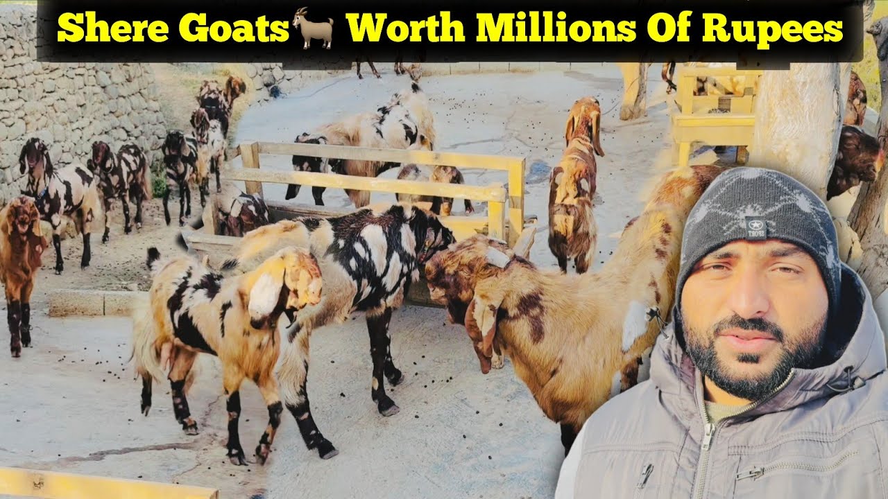Shere Goats🐐 Worth Millions Of Rupees || Famous Goats of Azad Kashmir || 