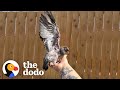 Rescued Baby Pigeon Plays Exactly Like Her Dog Best Friend | The Dodo Little But Fierce