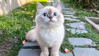 Deeply Calming Music for Sensitive Cats - Music to Relax Cats, Piano Music for Cat Relaxation