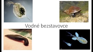Vodné bezstavovce