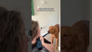 Join the Feral Field Goblin Parent Support Group! #goldenretreiver #funnydogvideos #zoomies #dog