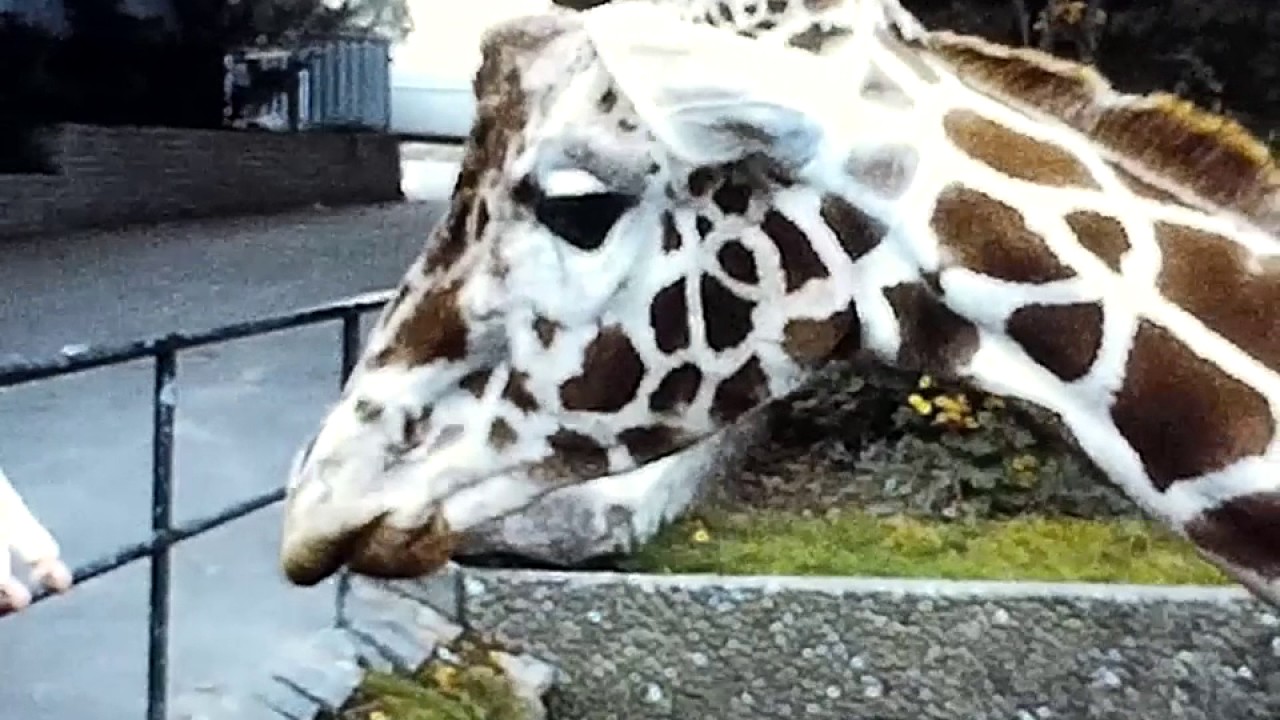 København Zoo September 1971. Digitalt scannet.