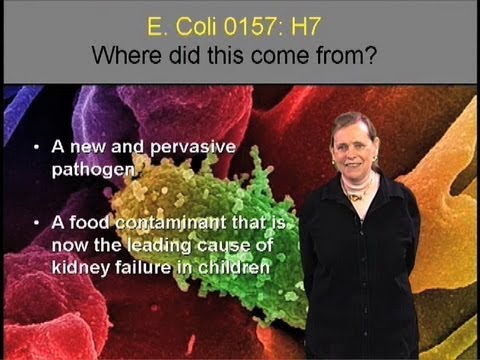 Pathogenic E. coli 0157:H7 - Lucy Shapiro (Stanford)