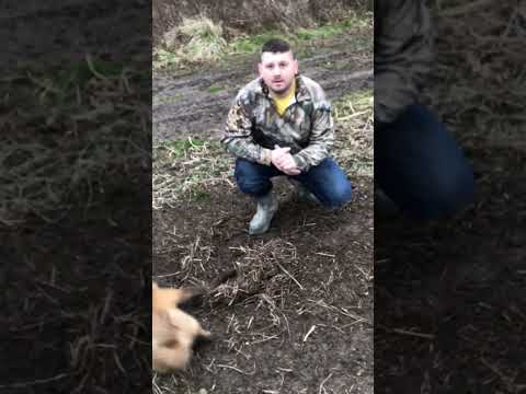 Red Fox Attacks
